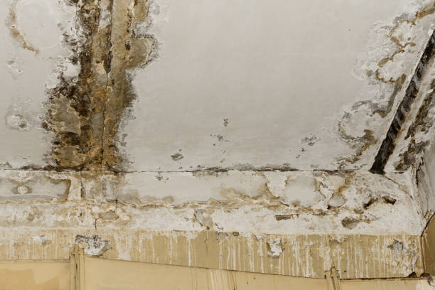 Best Mold-Related Health Consultation  in Homeacre Lyndora, PA