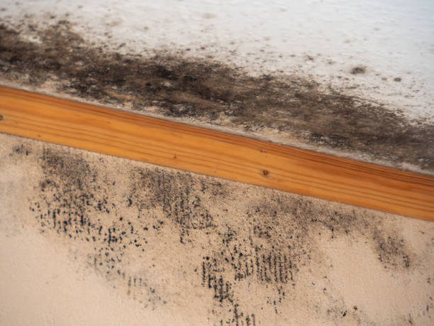 Best Mold Documentation for Insurance Claims  in Homeacre Lyndora, PA
