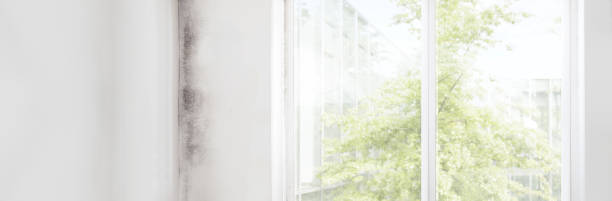 Professional Mold Removal in Homeacre Lyndora, PA